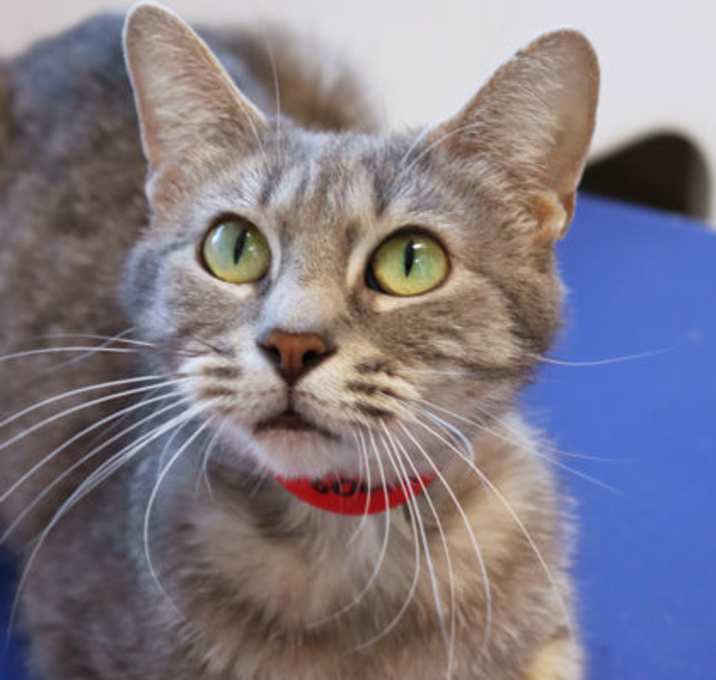 Photo of Rhubarb