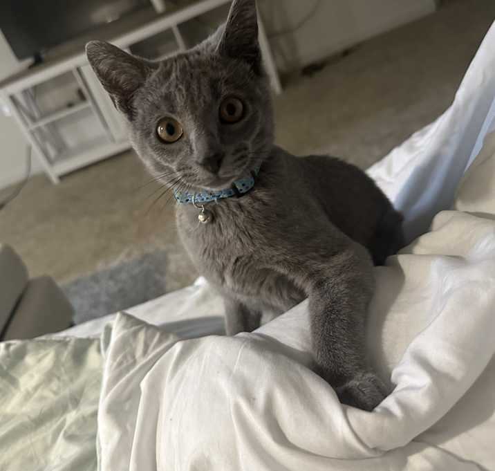 Photo of Oliver