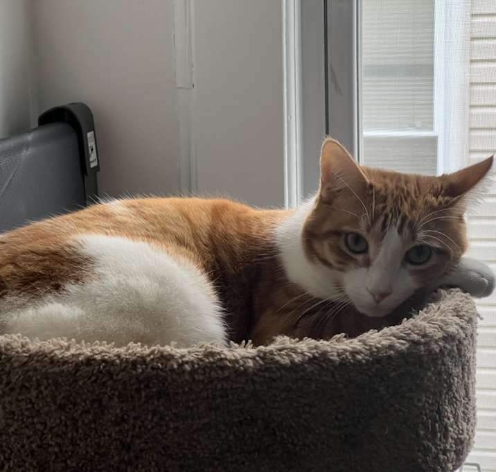 Photo of Honey