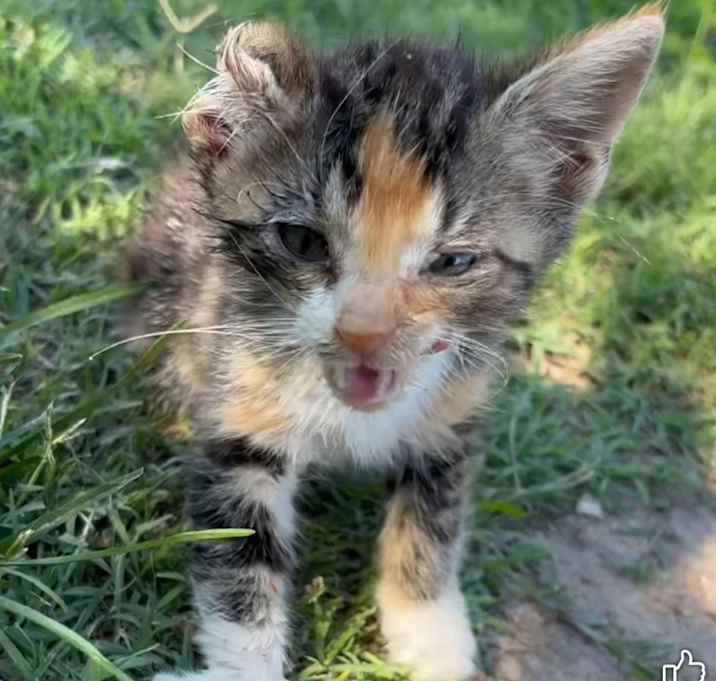 Photo of Lil Orphan Annie