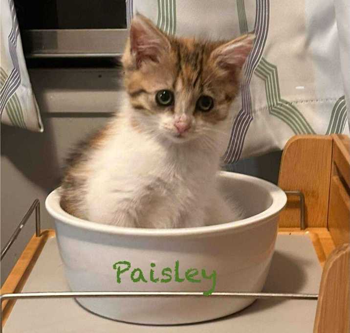 Photo of Paisley