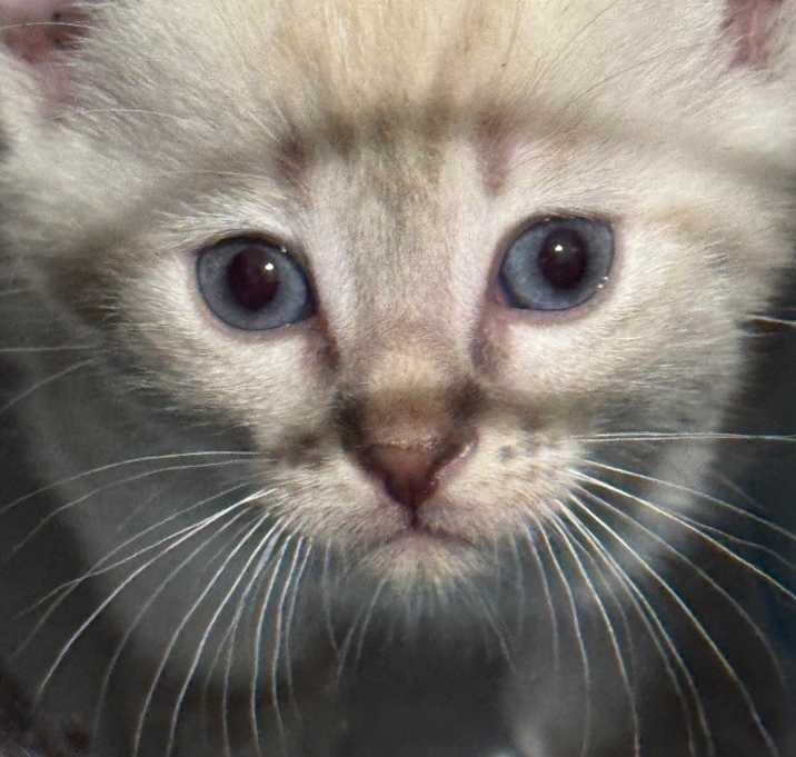 Photo of Tofu