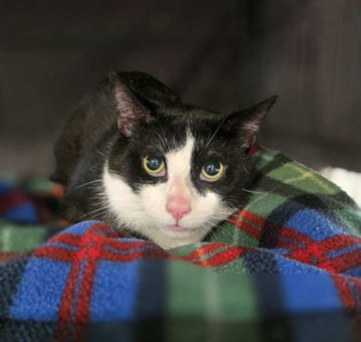 Photo of Sylvester