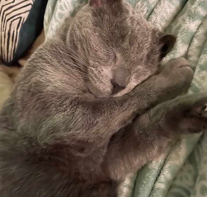 Photo of Kovu