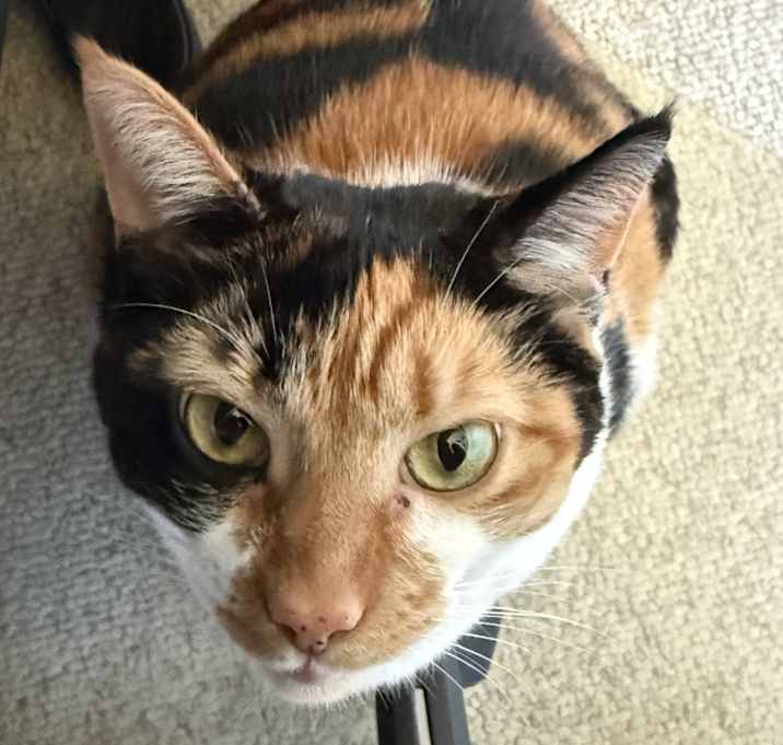 Photo of Mishti