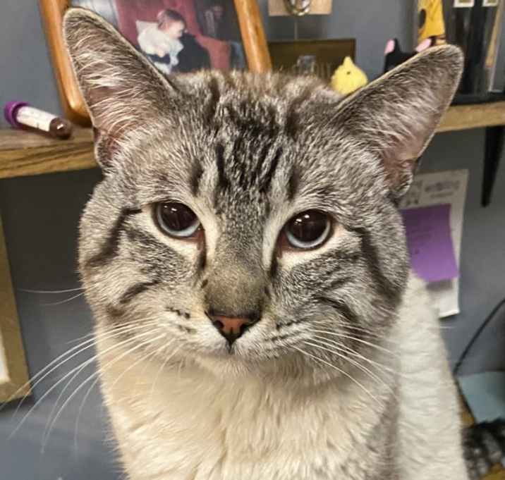Photo of Bearclaw