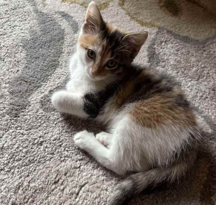 Photo of Piper
