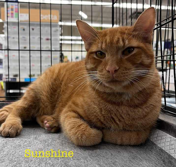 Photo of Sunshine