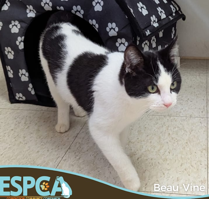 Photo of Beau-Vine