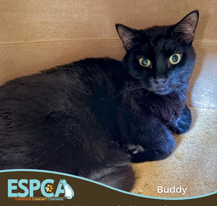Photo of Buddy