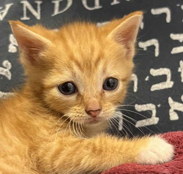 Photo of Haydn (Available for pre-adoption)