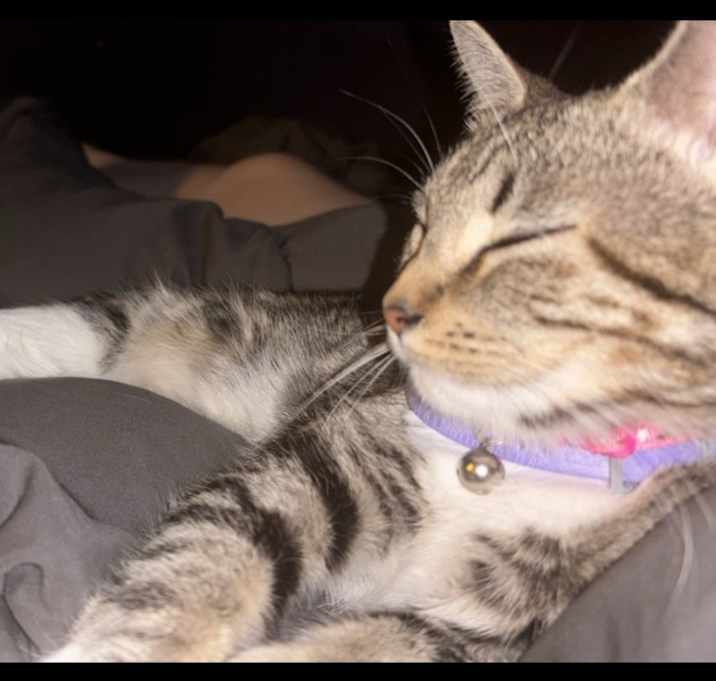 Photo of Socks