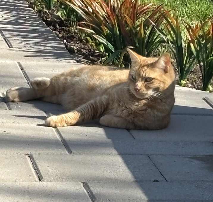 Photo of Tango