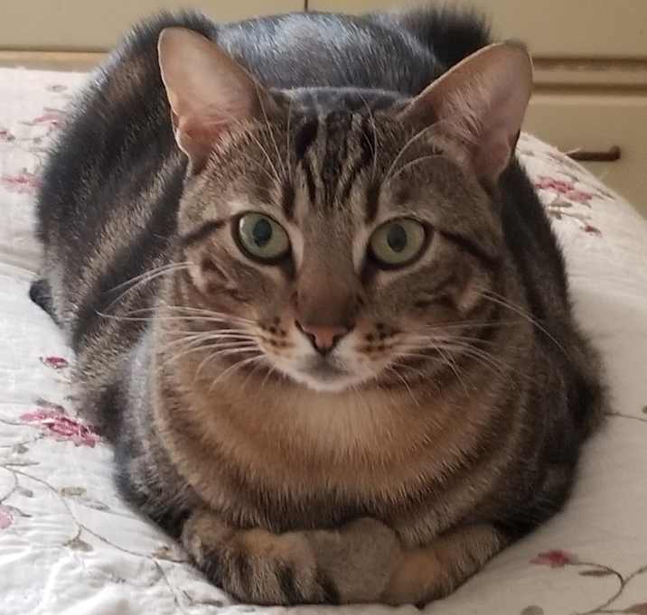 Photo of Zorro
