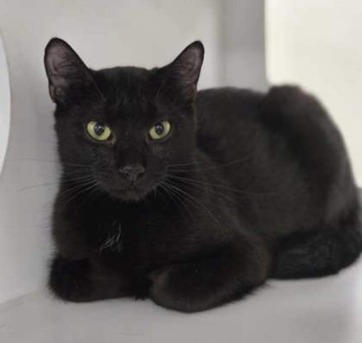 Photo of Muffin - Stratford
