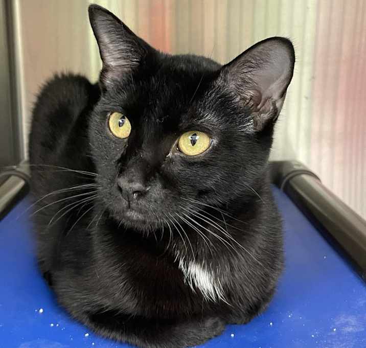 Photo of Liberty - available for Foster to Adopt