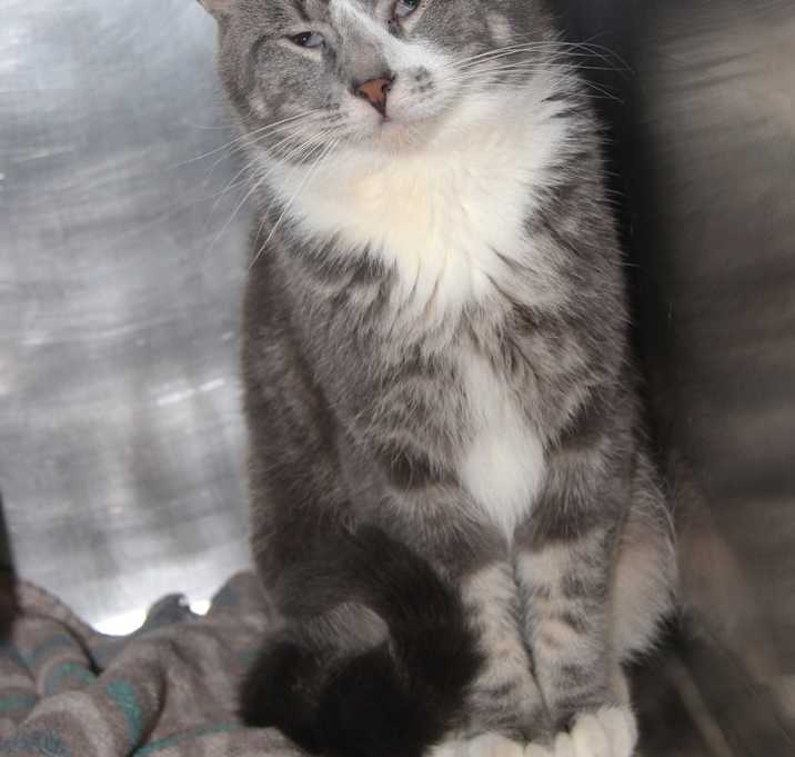 Photo of Hank