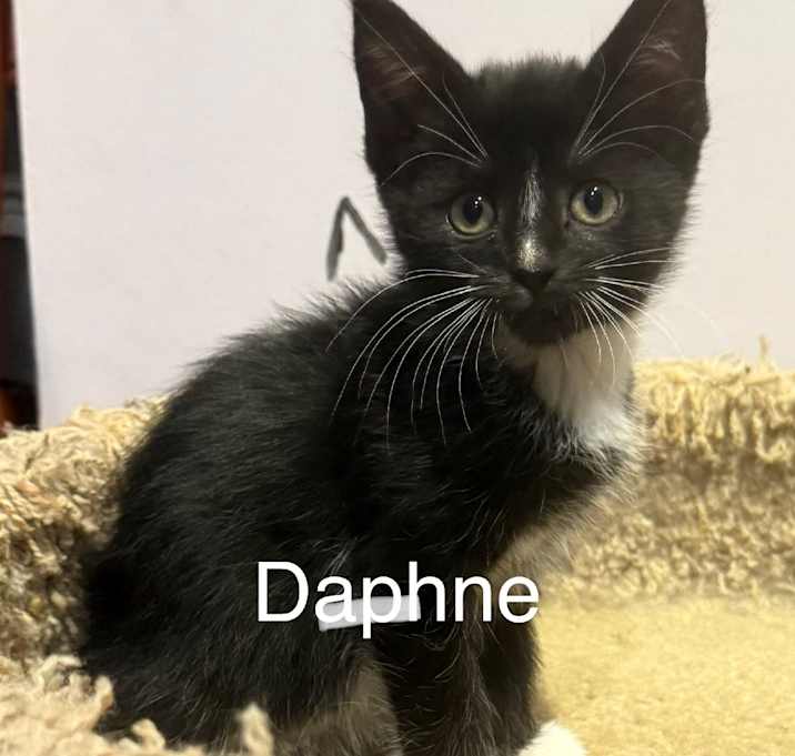 Photo of Daphne