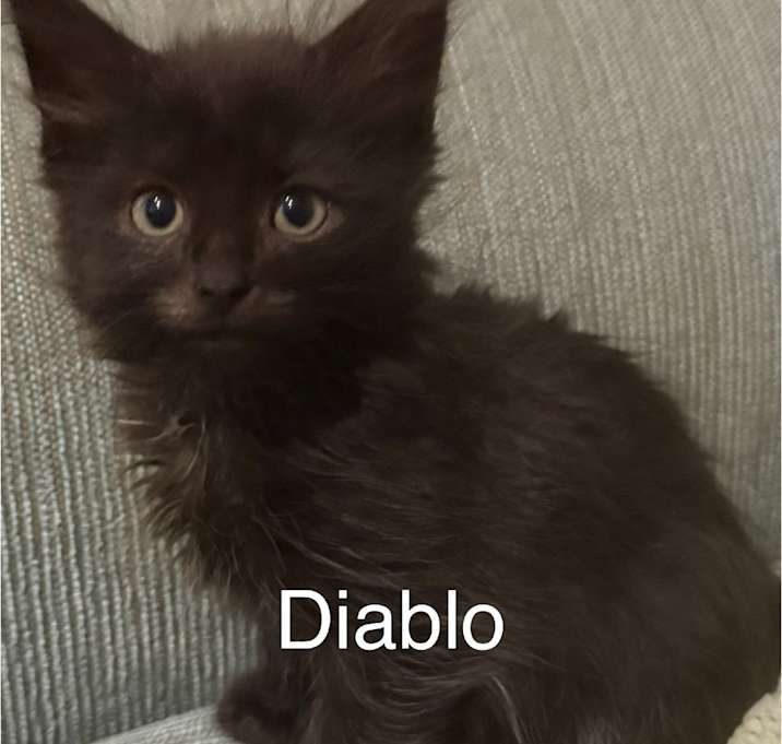 Photo of Diablo