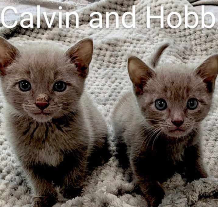 Photo of Calvin & Hobbs
