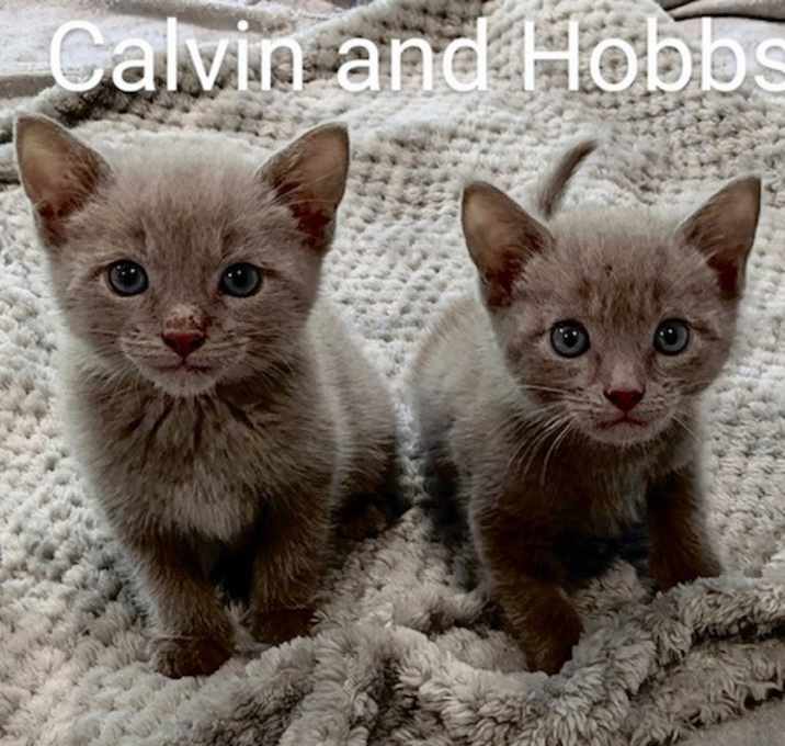 Photo of Calvin & Hobbs