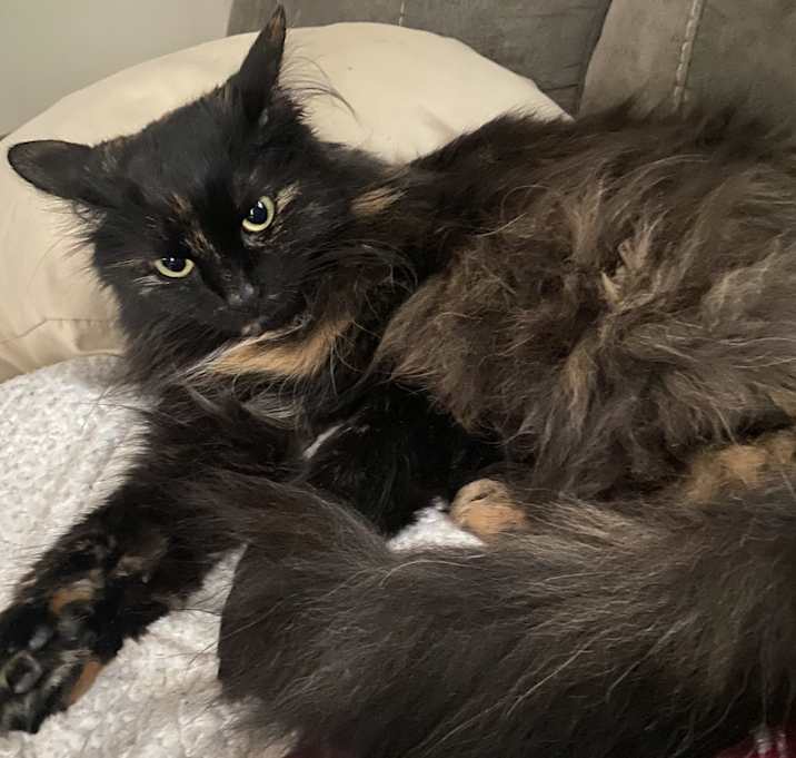 Photo of Honey