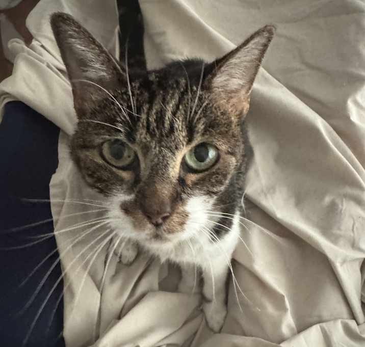 Photo of Tigger