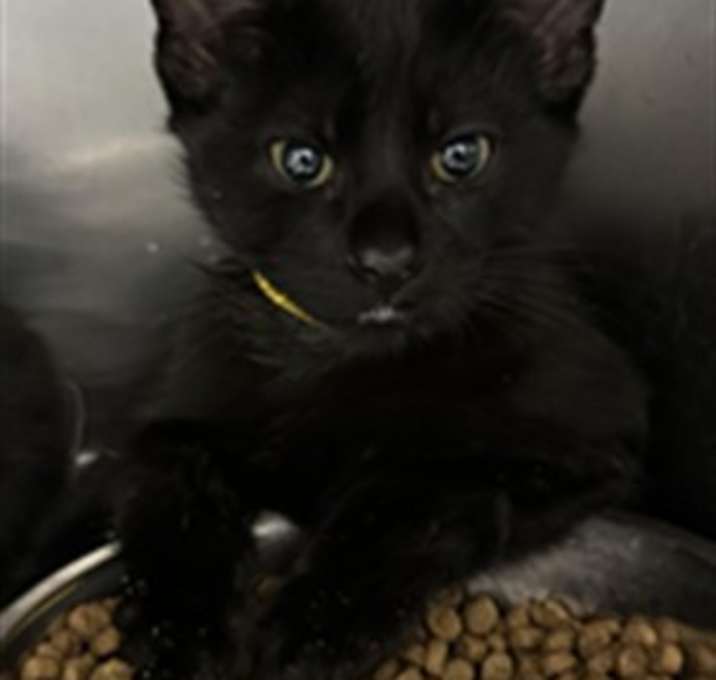 Photo of AMBER