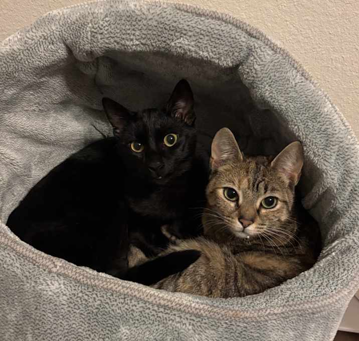 Photo of Athena (and Moose)