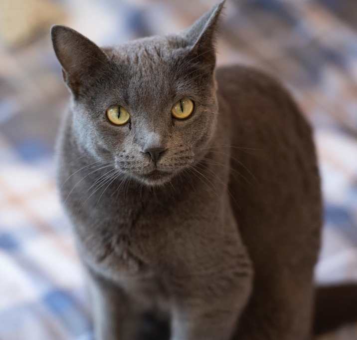 Photo of Sienna