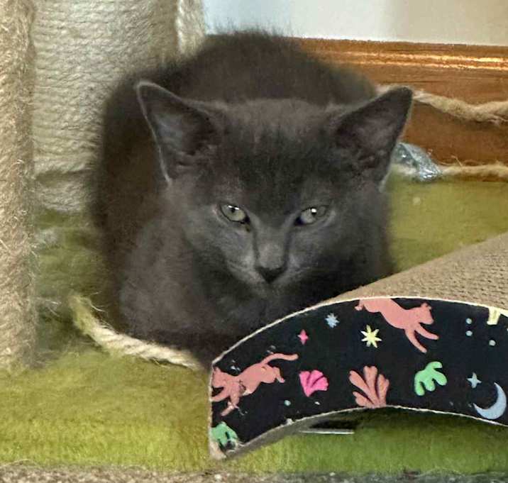 Photo of Ares