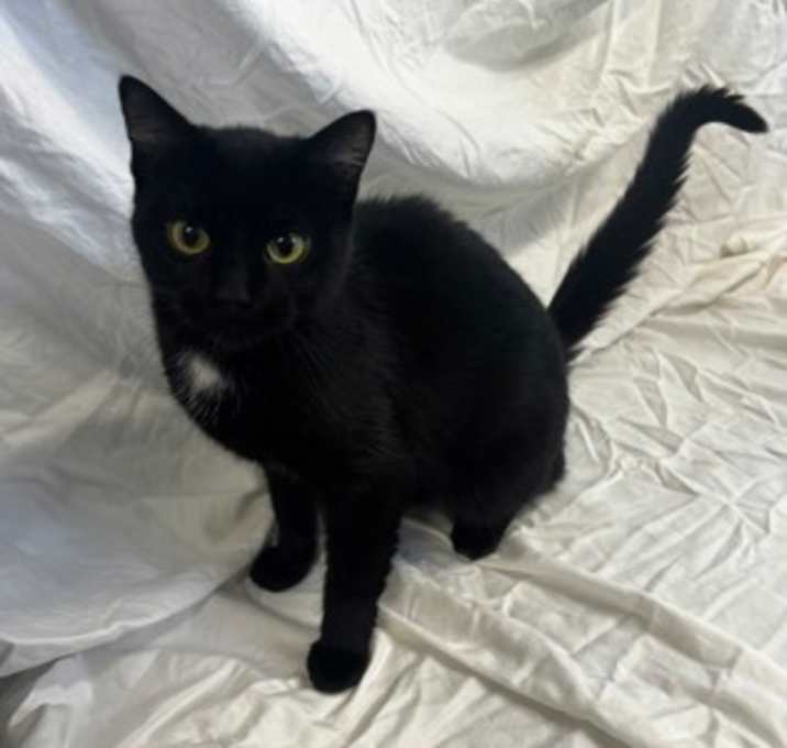 Photo of Shadow