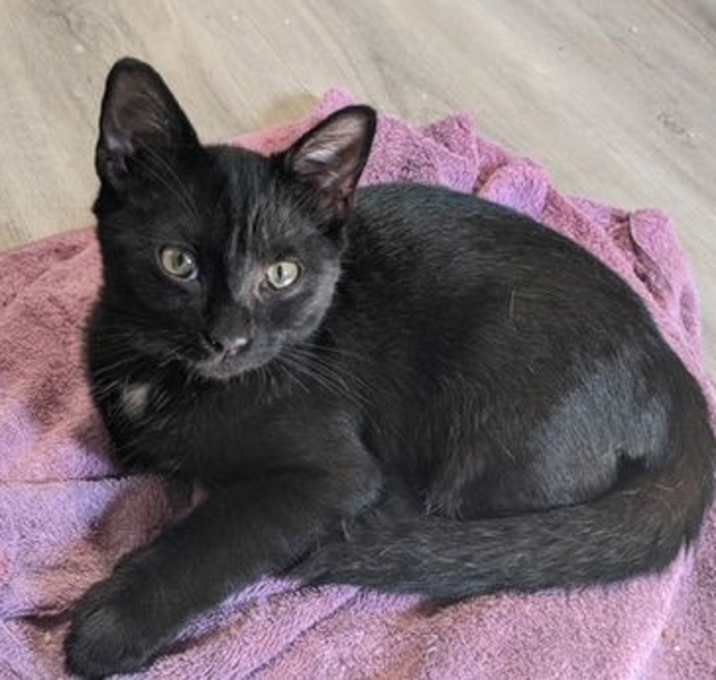 Photo of *Tom Kitten