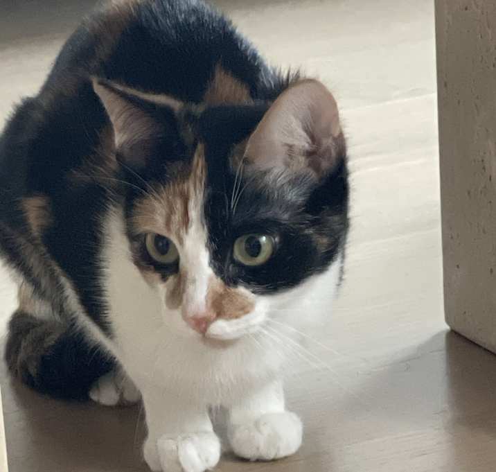 Photo of Sesame