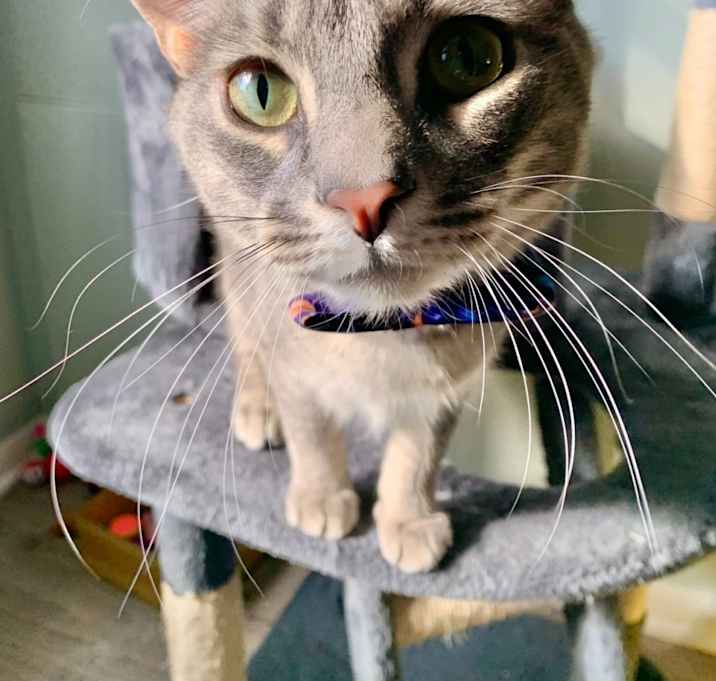 Photo of Gremlin