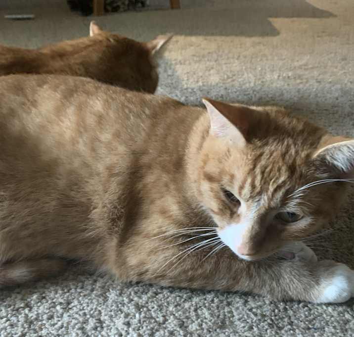 Photo of Slippers