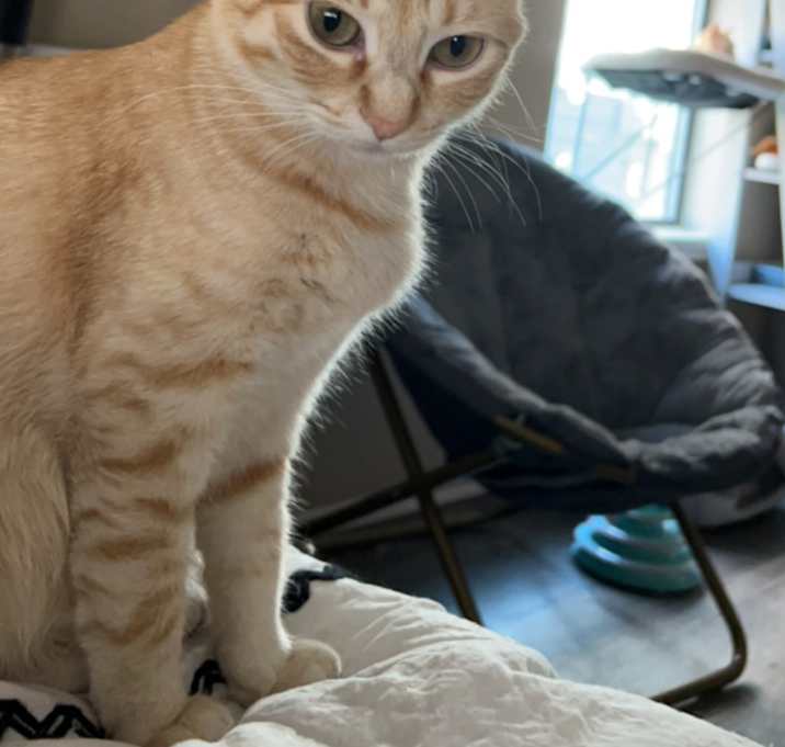 Photo of Olive