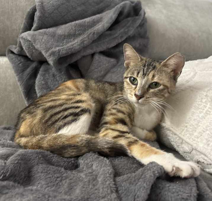 Photo of Kitty
