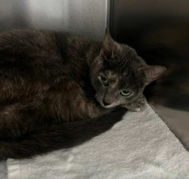 Photo of Smokey