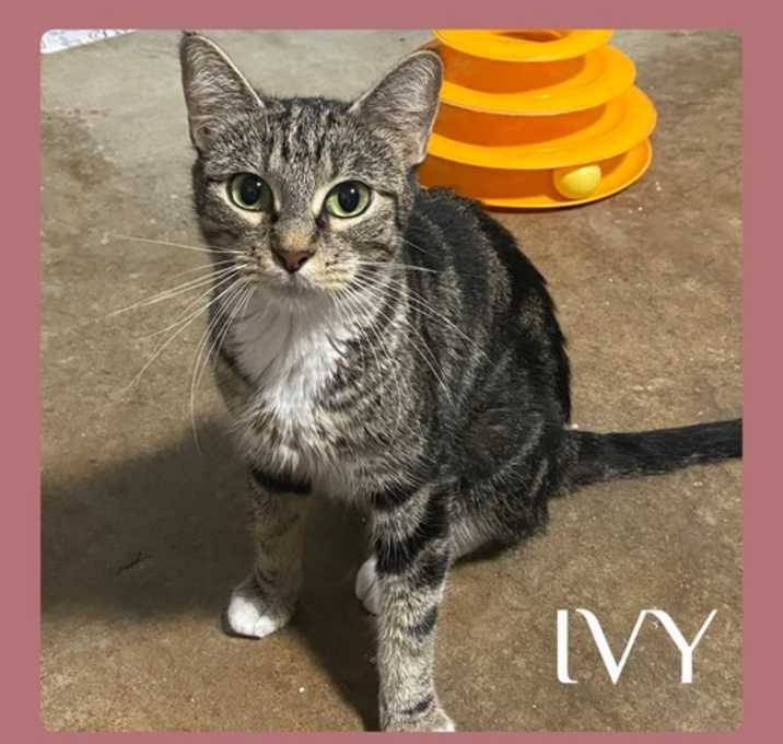 Photo of IVY