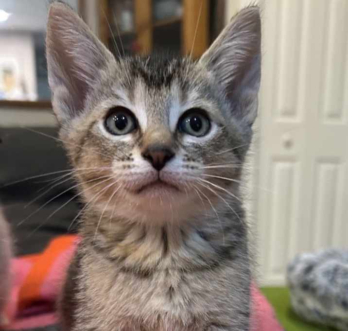 Photo of Prawn (adoption Pending)