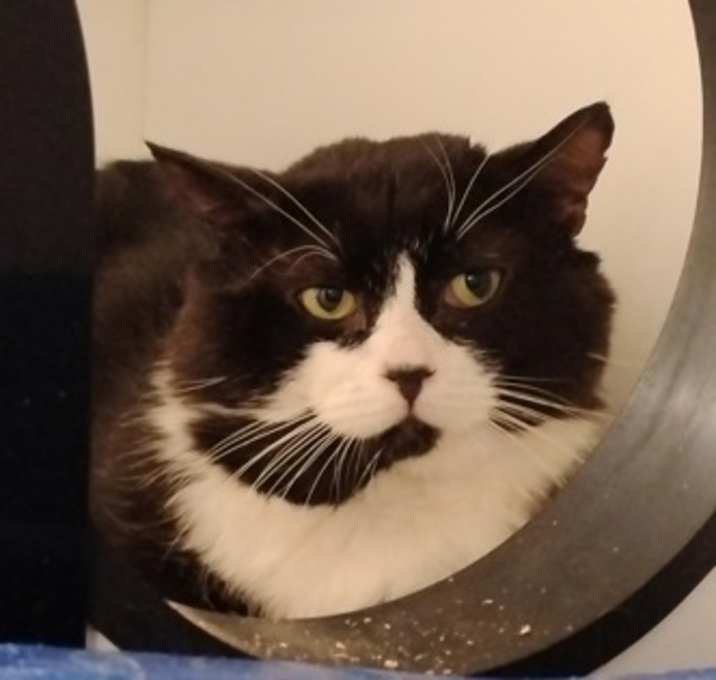 Photo of Sylvester