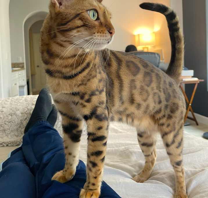 Photo of Uzi