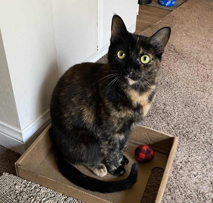 Photo of Gypsy
