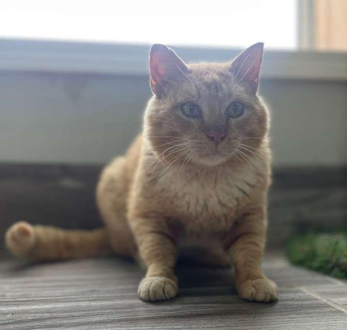 Photo of Mango