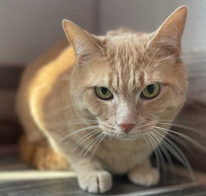 Photo of Stanley (Bonded with Kyle)