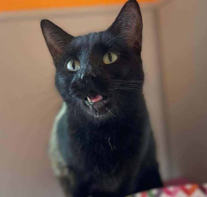 Photo of Meow Meow (Bonded with Mumu)