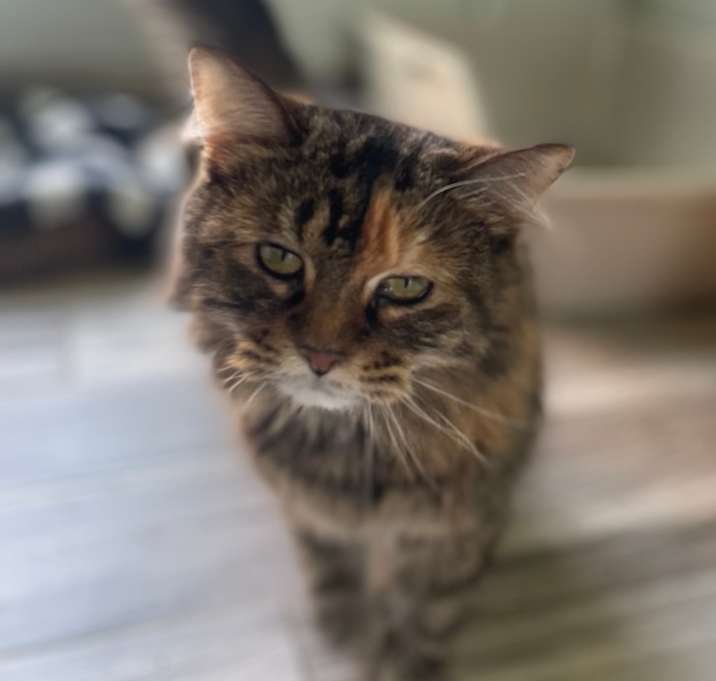 Photo of Sparkles (Bonded to Munchkins)