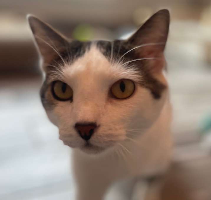 Photo of Mumu (Bonded with Meow Meow)
