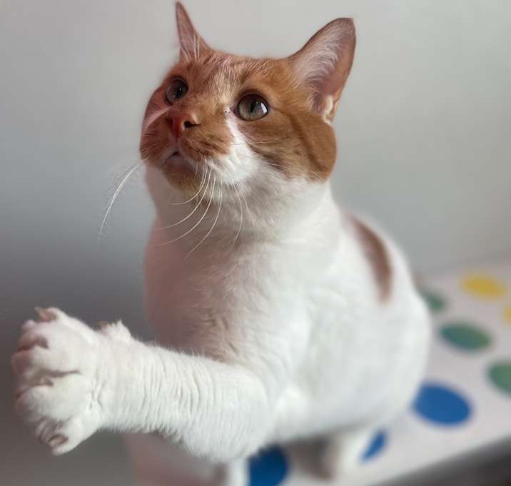 Photo of Kyle (Bonded to Stanley)